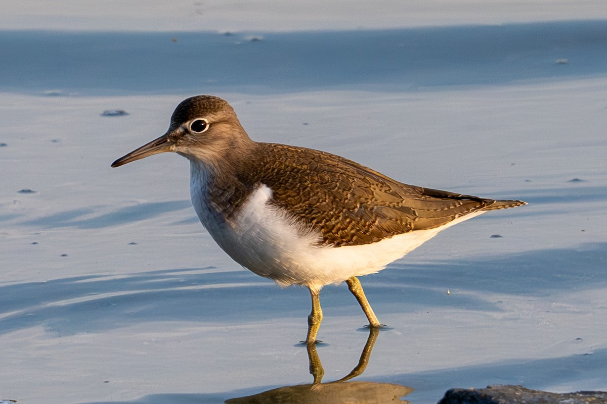 Common Sandpiper - ML622501670