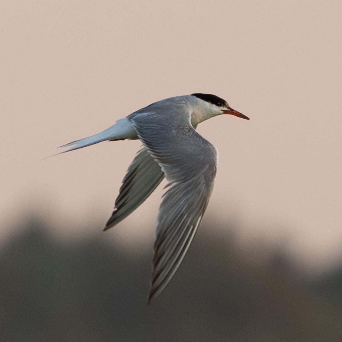 Common Tern - ML622501671