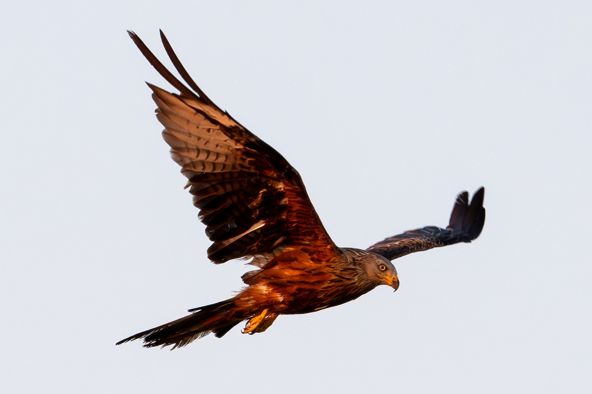 Black Kite - ML622501672