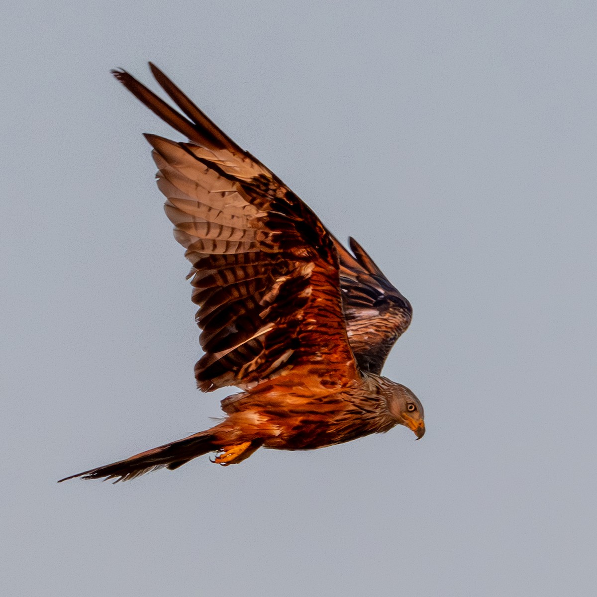 Black Kite - ML622501673