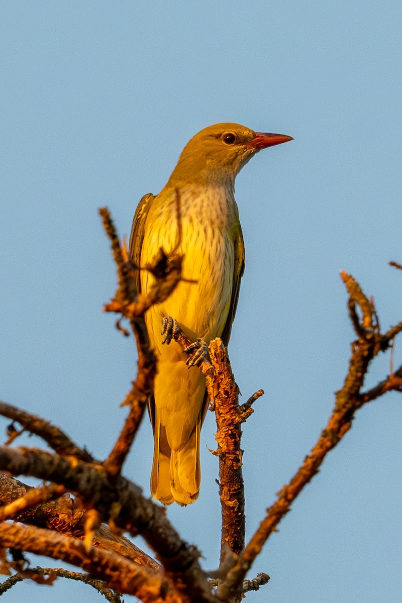 Eurasian Golden Oriole - ML622501674