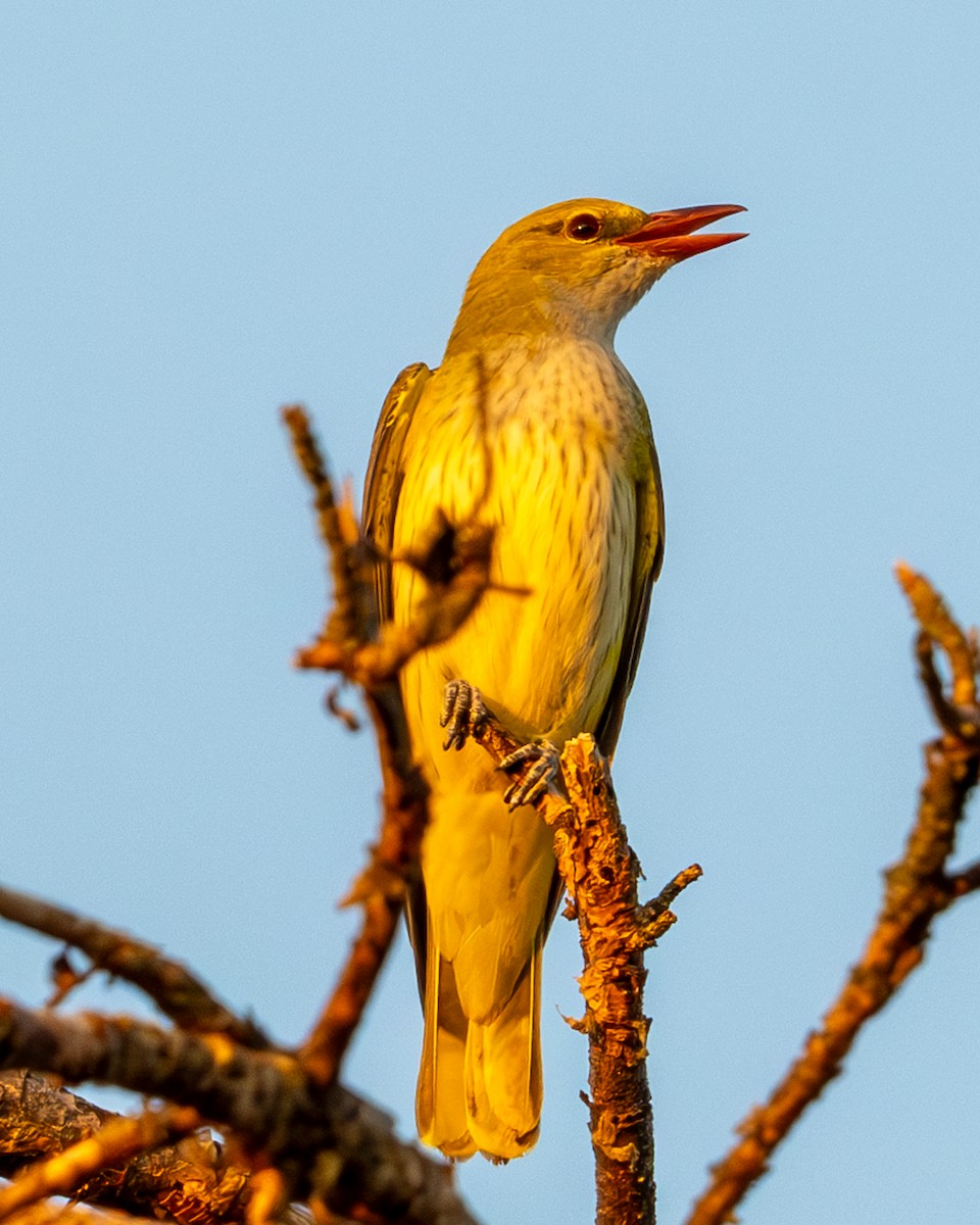 Eurasian Golden Oriole - ML622501675