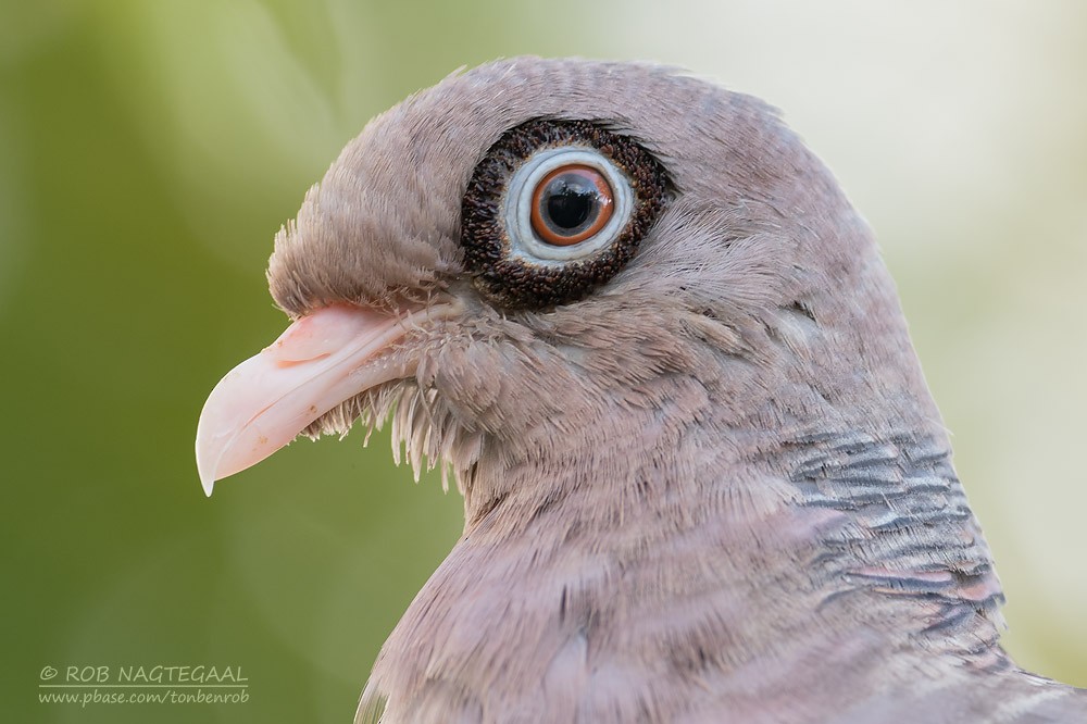 Bare-eyed Pigeon - ML622501742