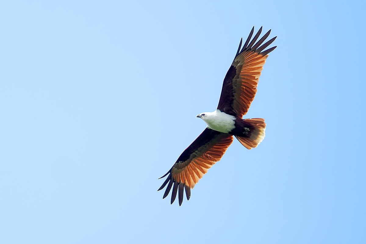 Brahminy Kite - ML622501750