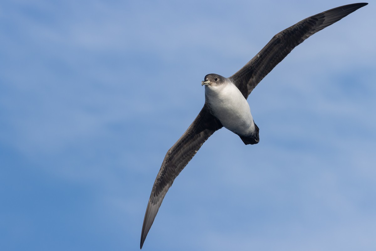 Gray Petrel - ML622501756