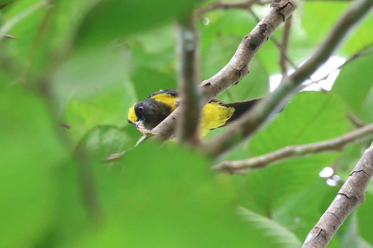 Sultan Tit (Yellow-crested) - ML622501774