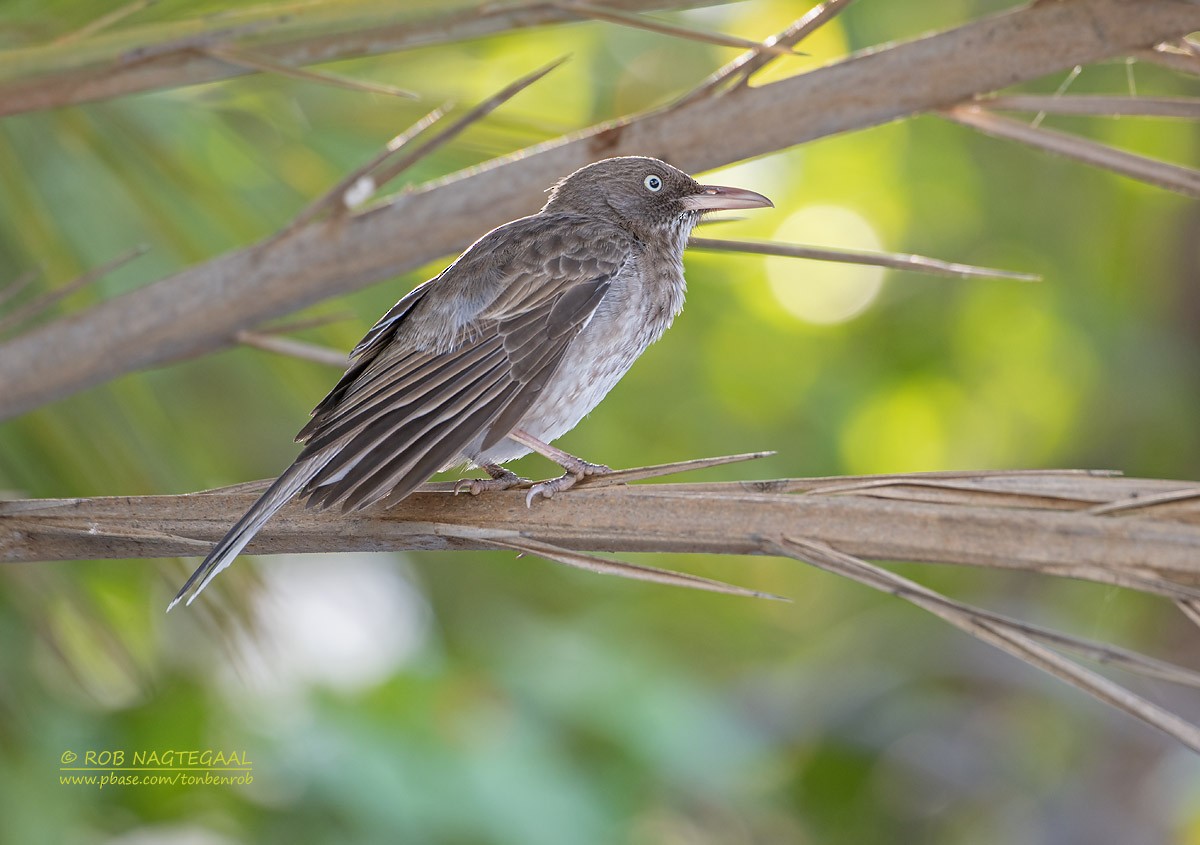 Pearly-eyed Thrasher - ML622501834