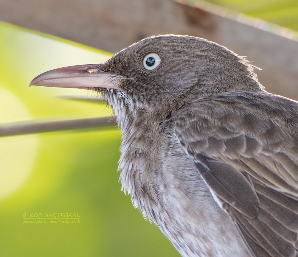 Pearly-eyed Thrasher - ML622501835