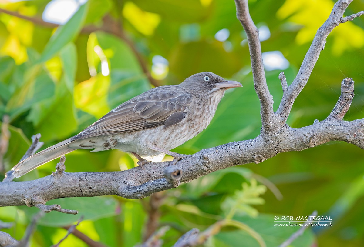 Pearly-eyed Thrasher - ML622501836