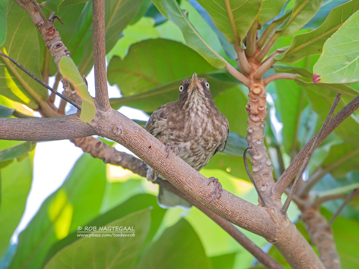 Pearly-eyed Thrasher - ML622501837