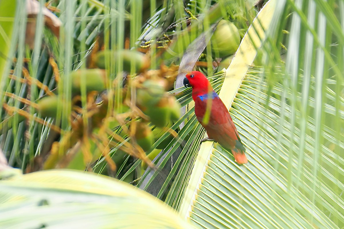 Papuan Eclectus - ML622501841