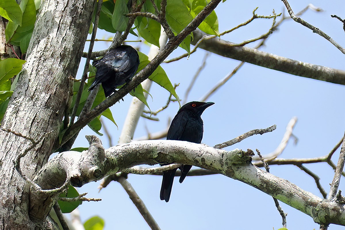 Singing Starling - ML622501877