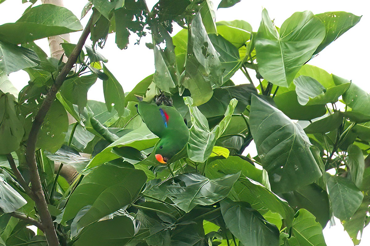 Papuan Eclectus - Jose Antonio Lama