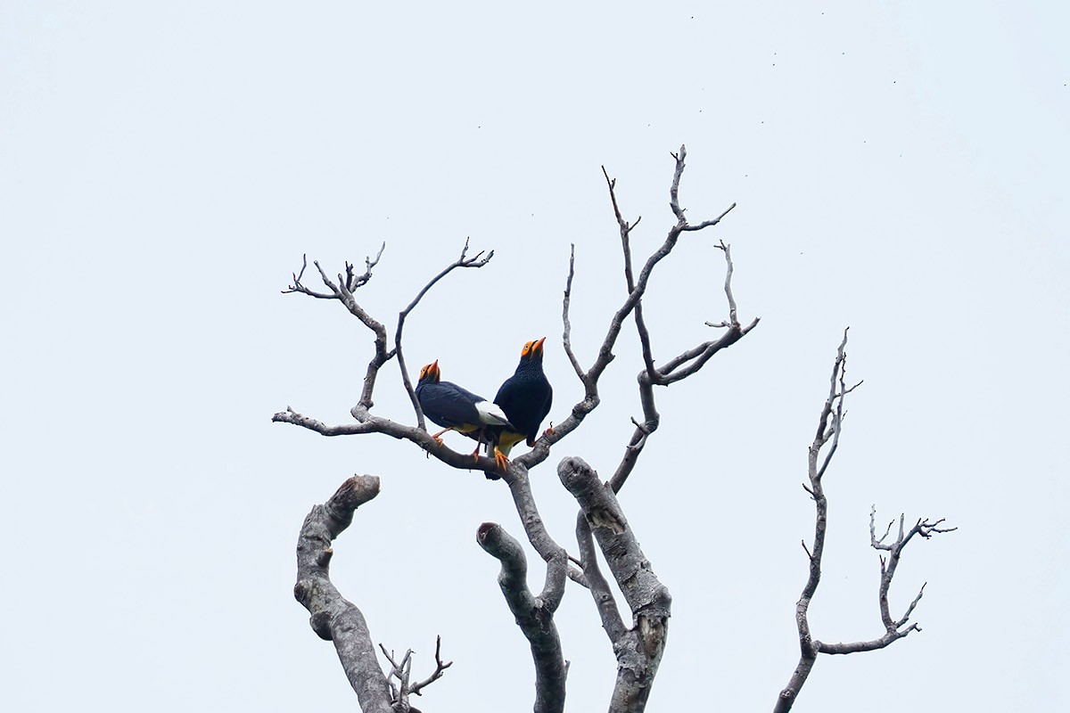 Yellow-faced Myna - ML622501915