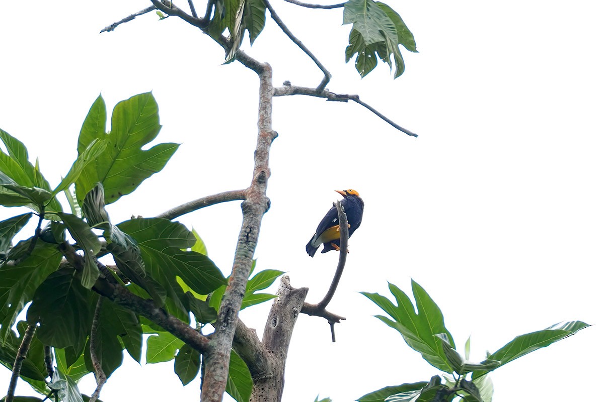 Yellow-faced Myna - ML622501918