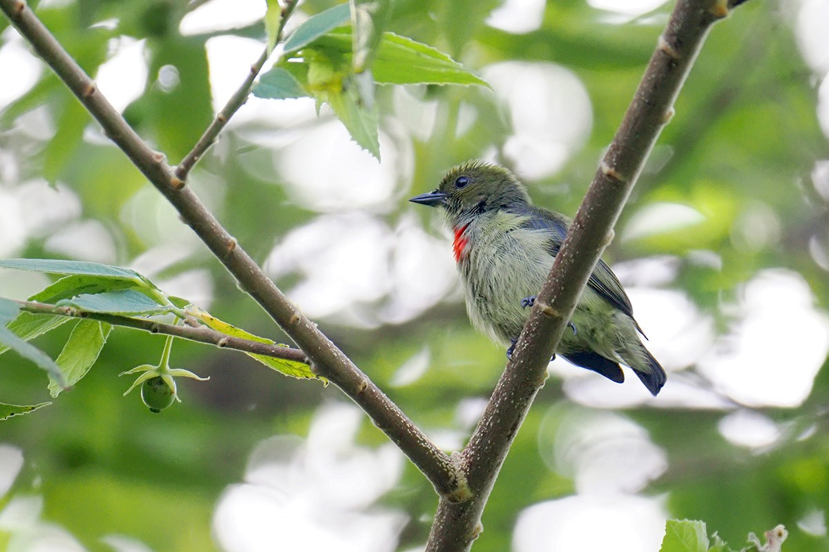 Olive-crowned Flowerpecker - ML622501919