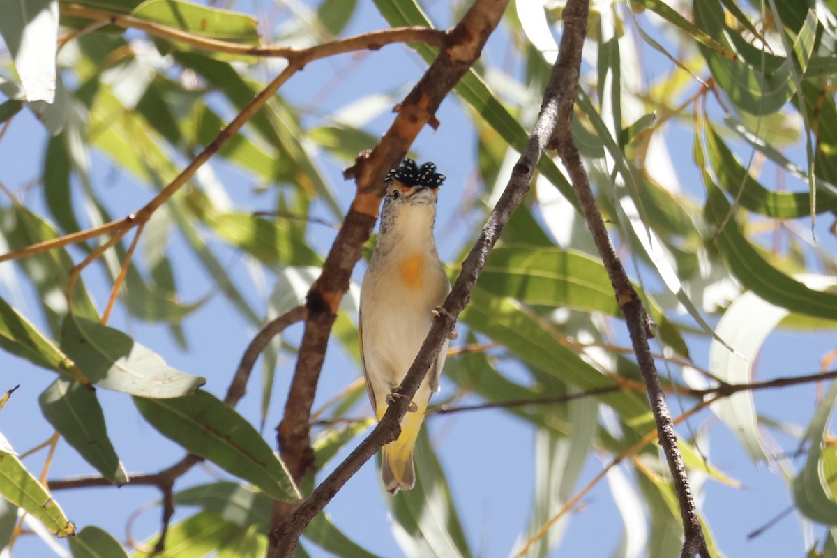 Red-browed Pardalote - ML622501932