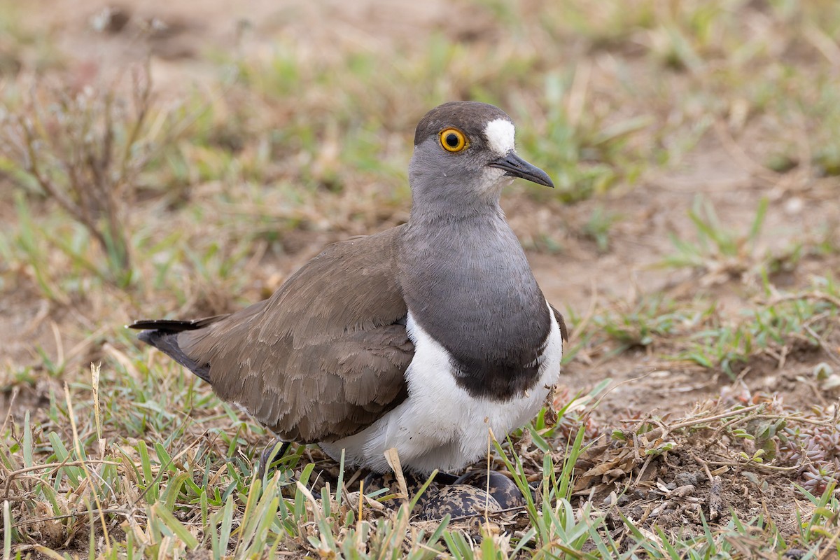 Senegal Lapwing - ML622501933