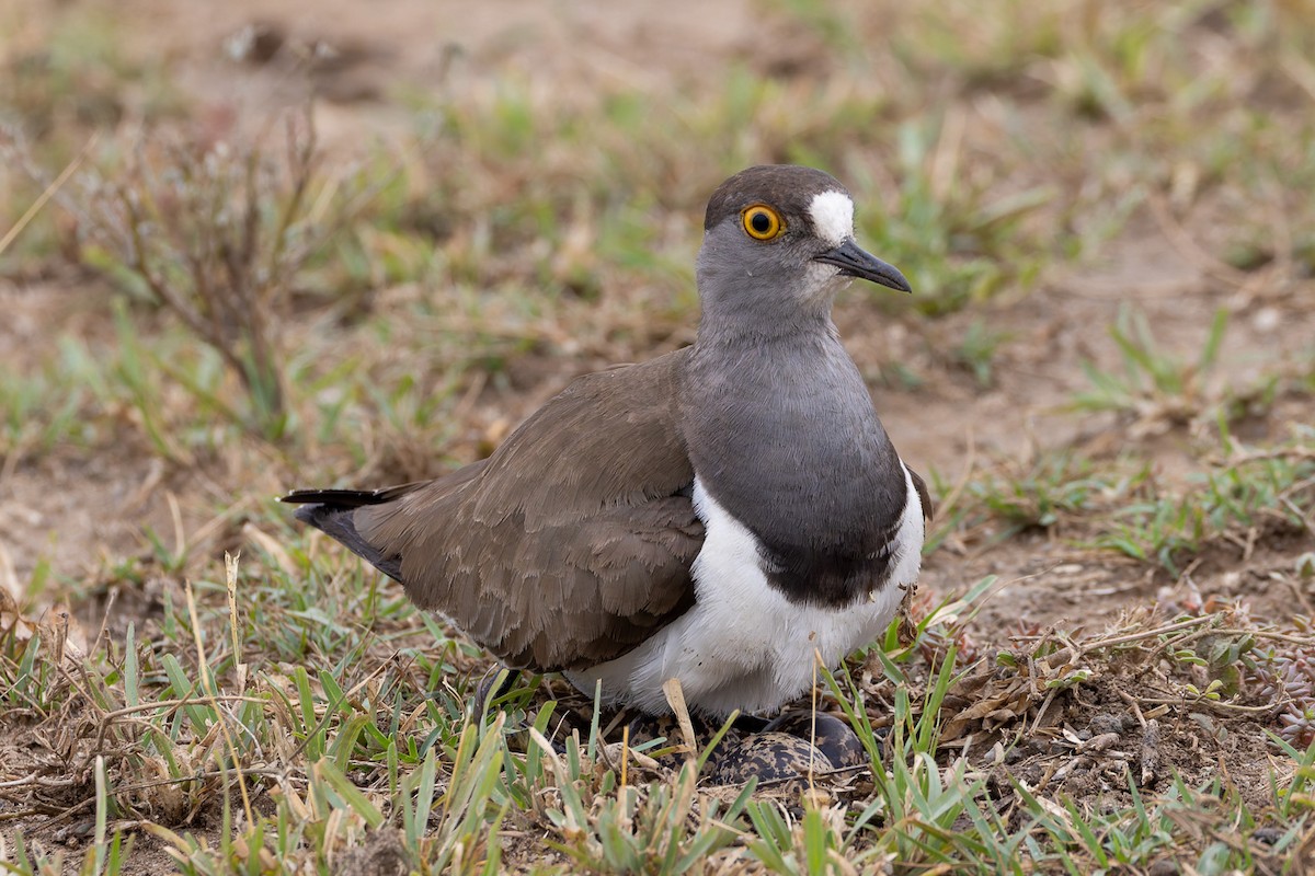 Senegal Lapwing - ML622501934