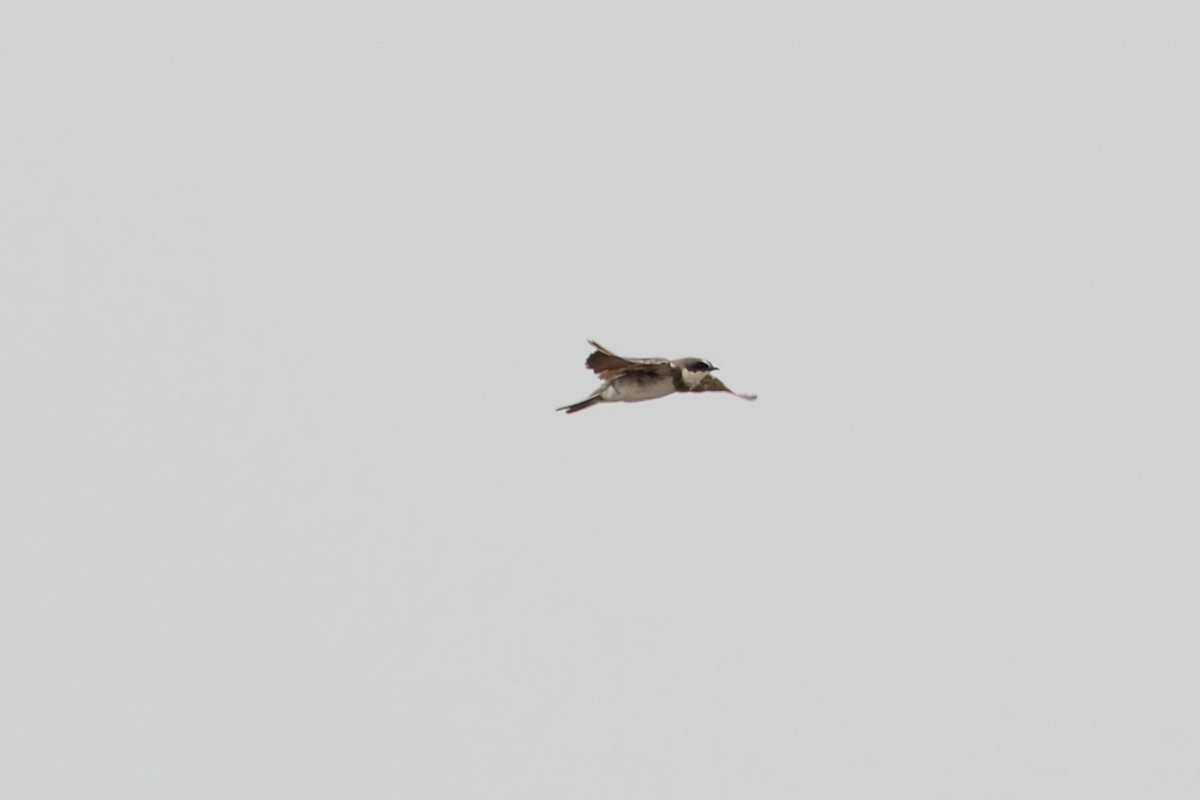 Banded Martin - ML622501936