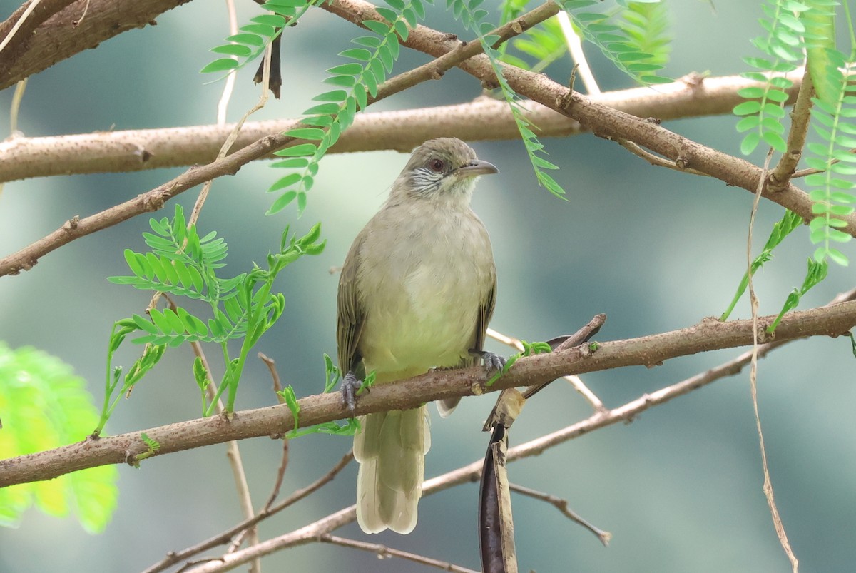 Bulbul de Blanford Occidental - ML622502012