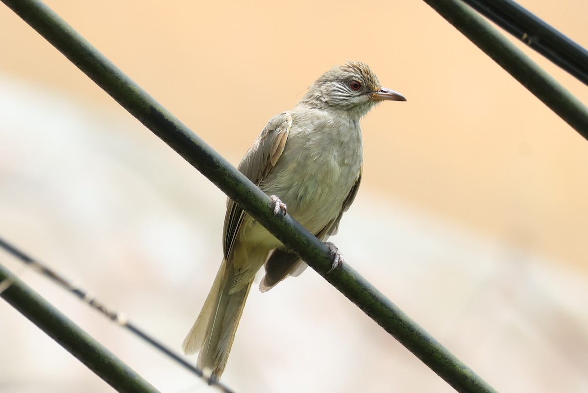 Ayeyarwady Bulbul - Akekachoke Buranaanun