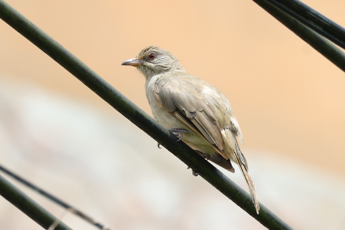 Bulbul de Blanford Occidental - ML622502014