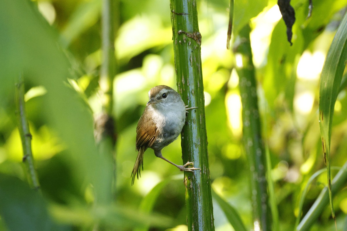 Philippine Bush Warbler - ML622502016