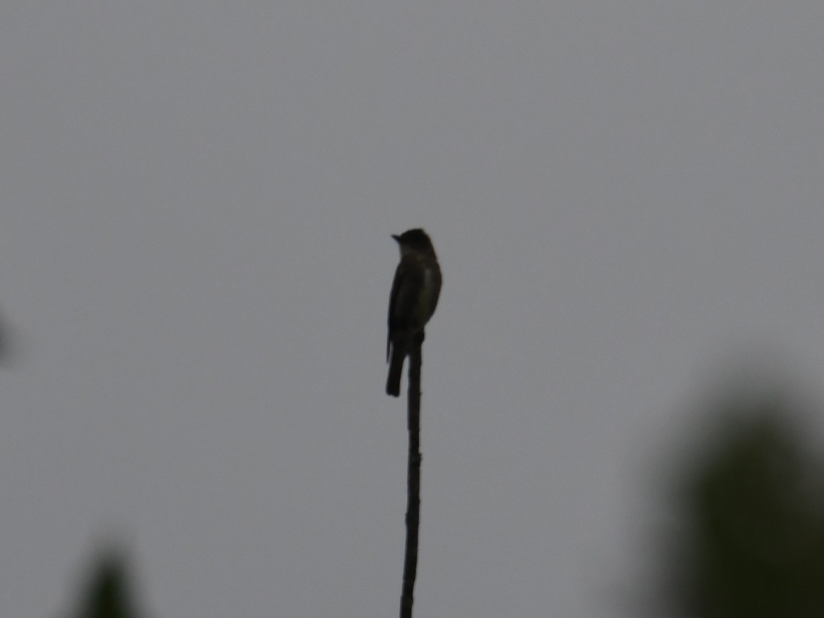 Olive-sided Flycatcher - Austin Rice