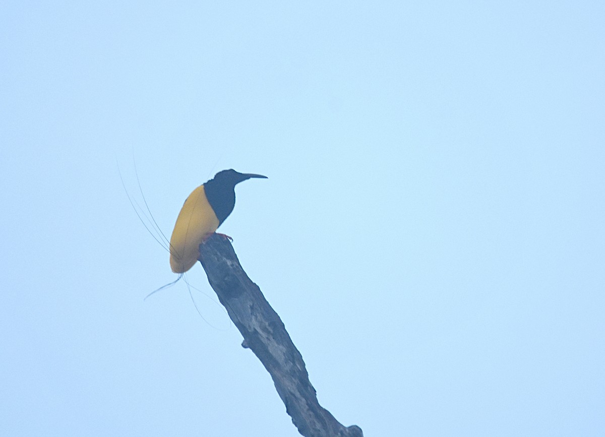 Twelve-wired Bird-of-Paradise - ML622502102