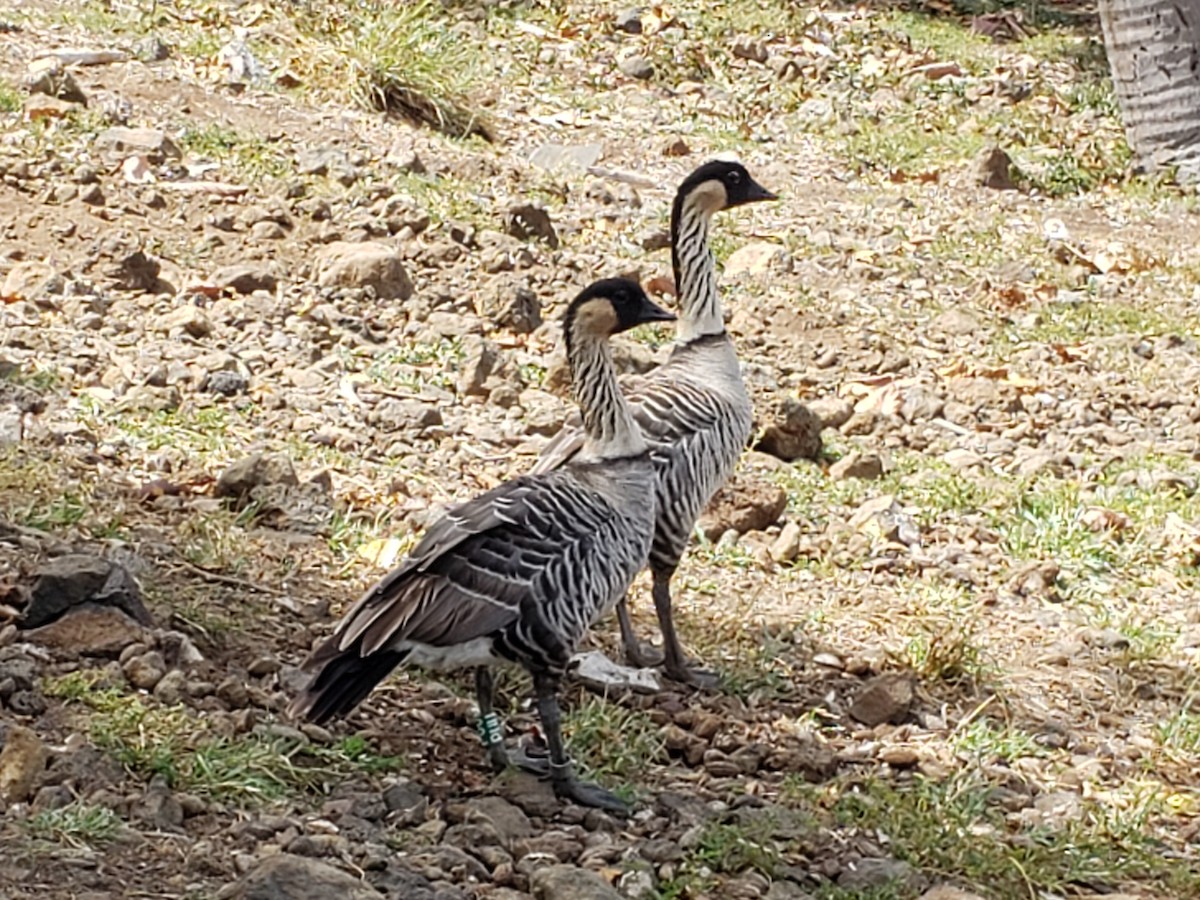 Hawaiian Goose - ML622502114