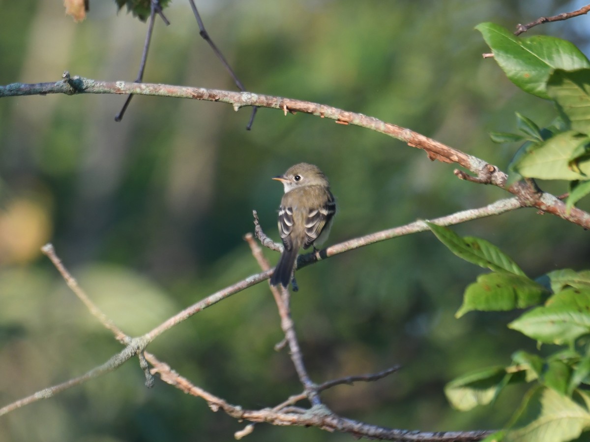 Least Flycatcher - ML622502185