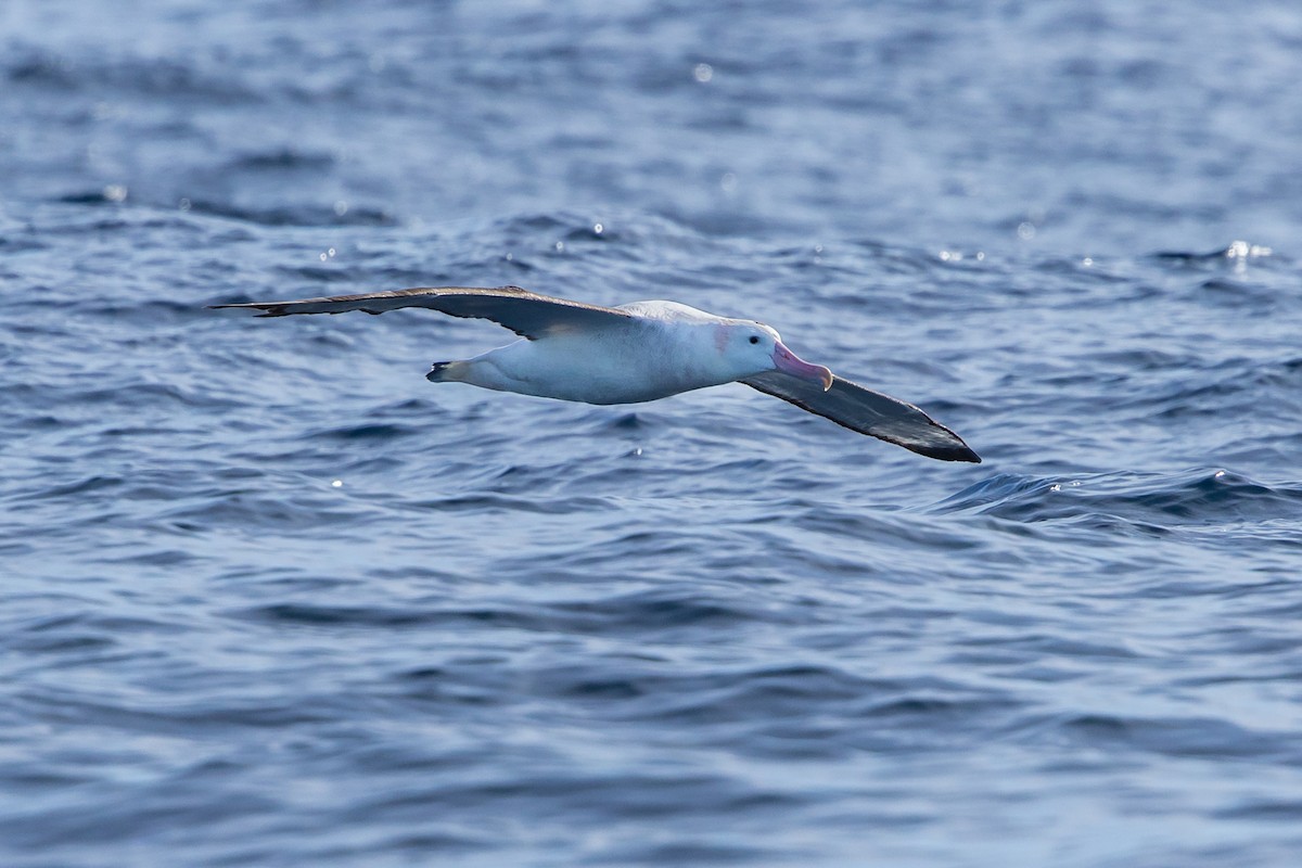 Antipodean Albatross (Gibson's) - ML622502194