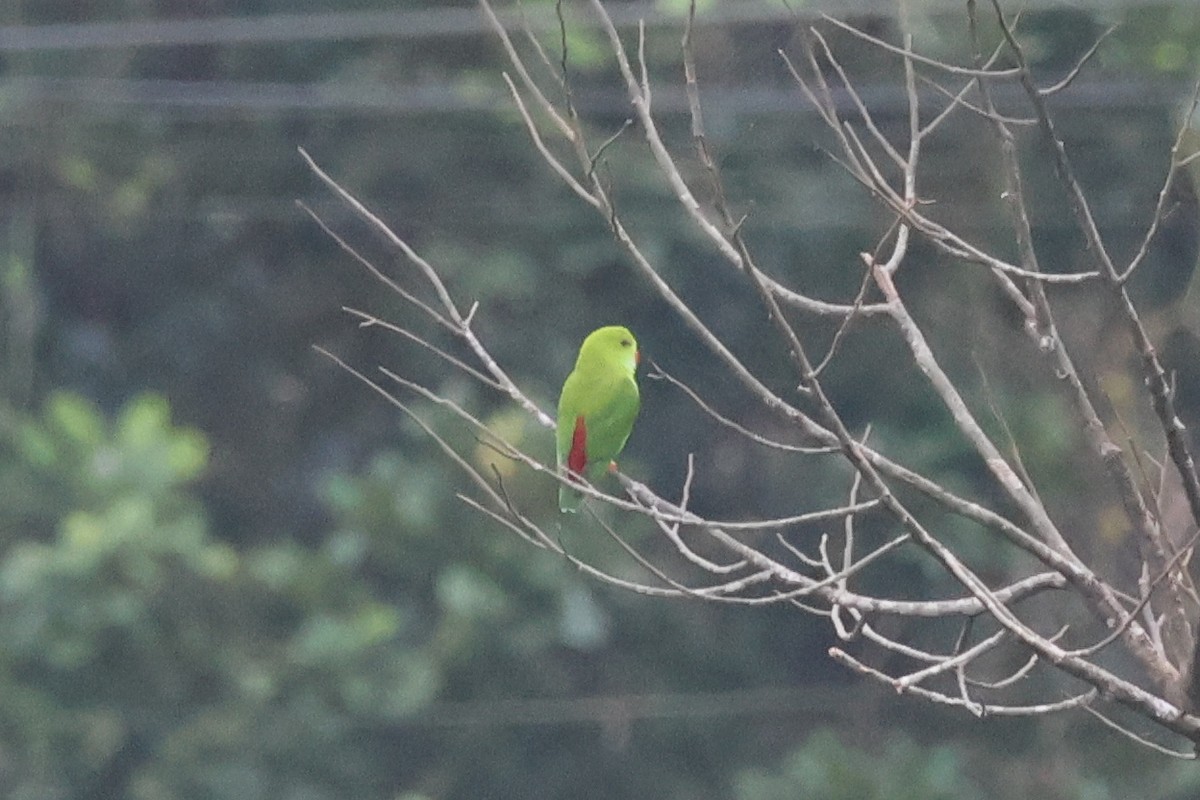 Vernal Hanging-Parrot - ML622502197