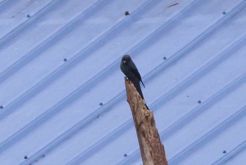 Ashy Drongo - ML622502198