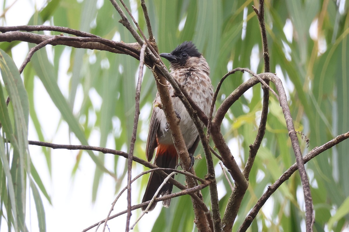 Red-vented Bulbul - Akekachoke Buranaanun