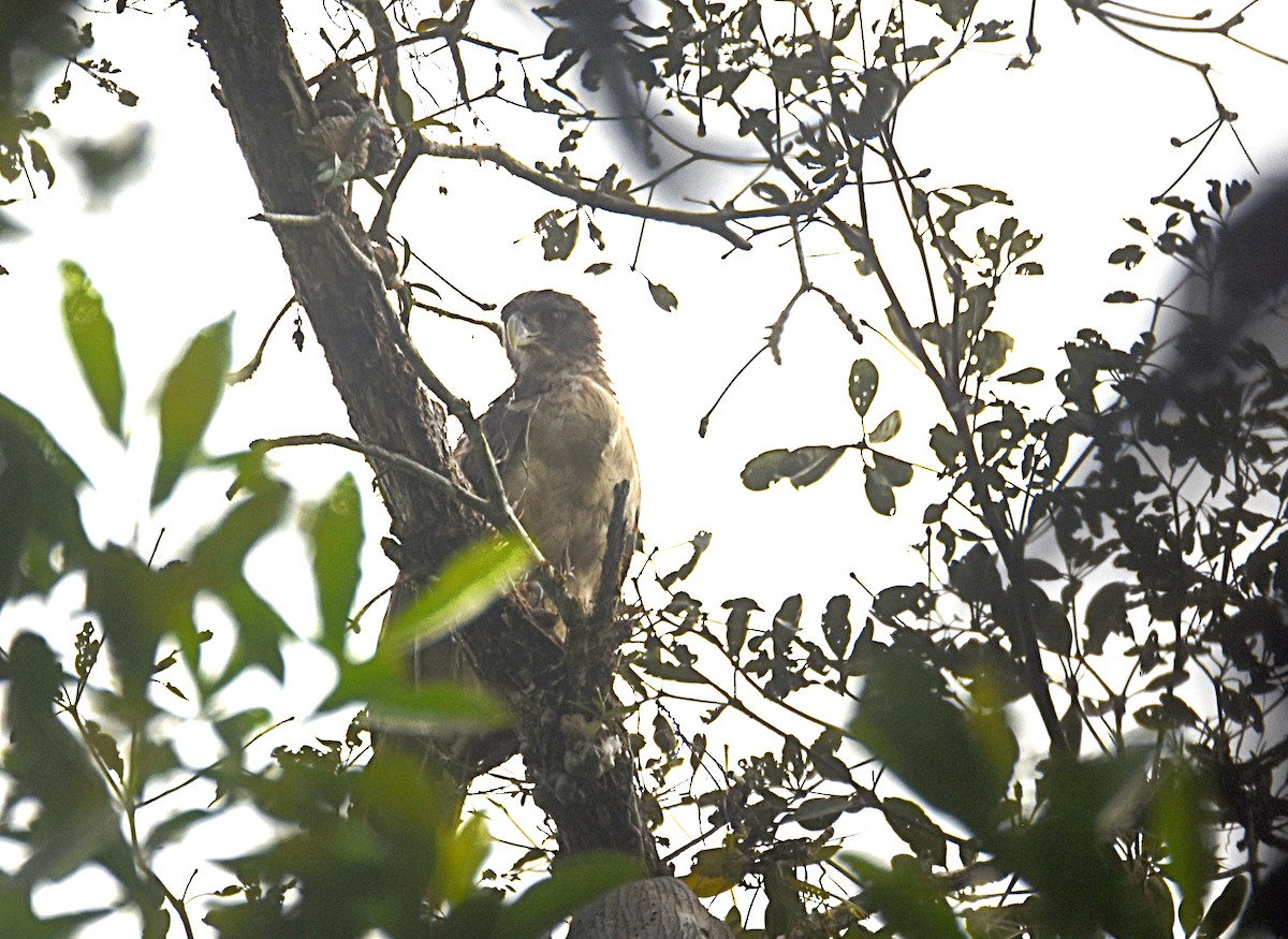 New Guinea Eagle - ML622502249