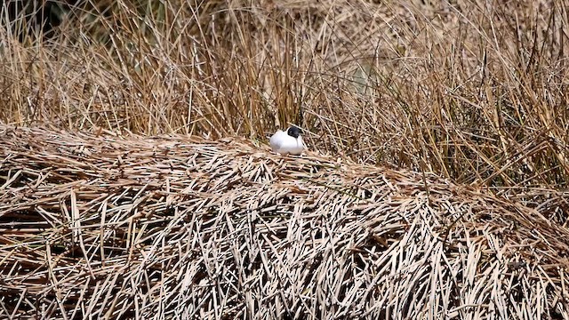 Andean Gull - ML622502298