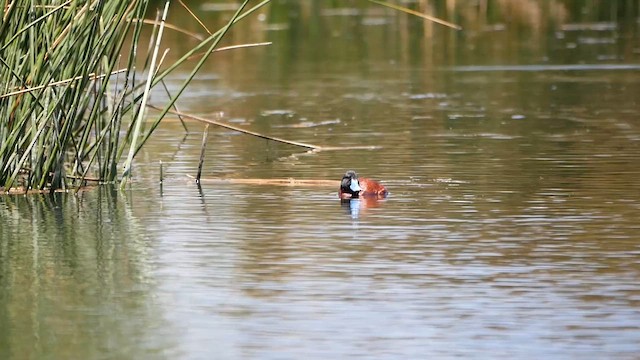 Andean Duck - ML622502302