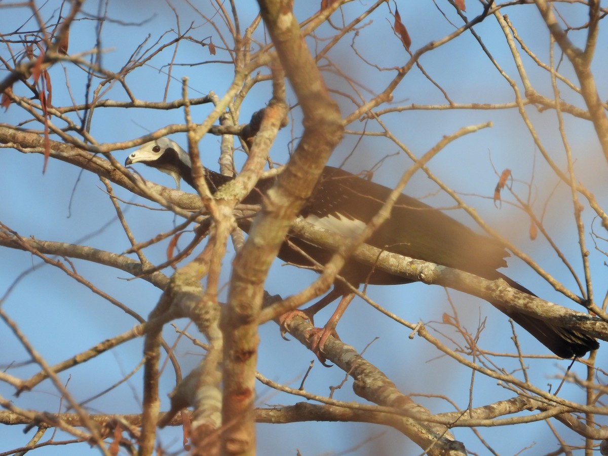 Blue-throated/White-throated Piping-Guan - ML622502603