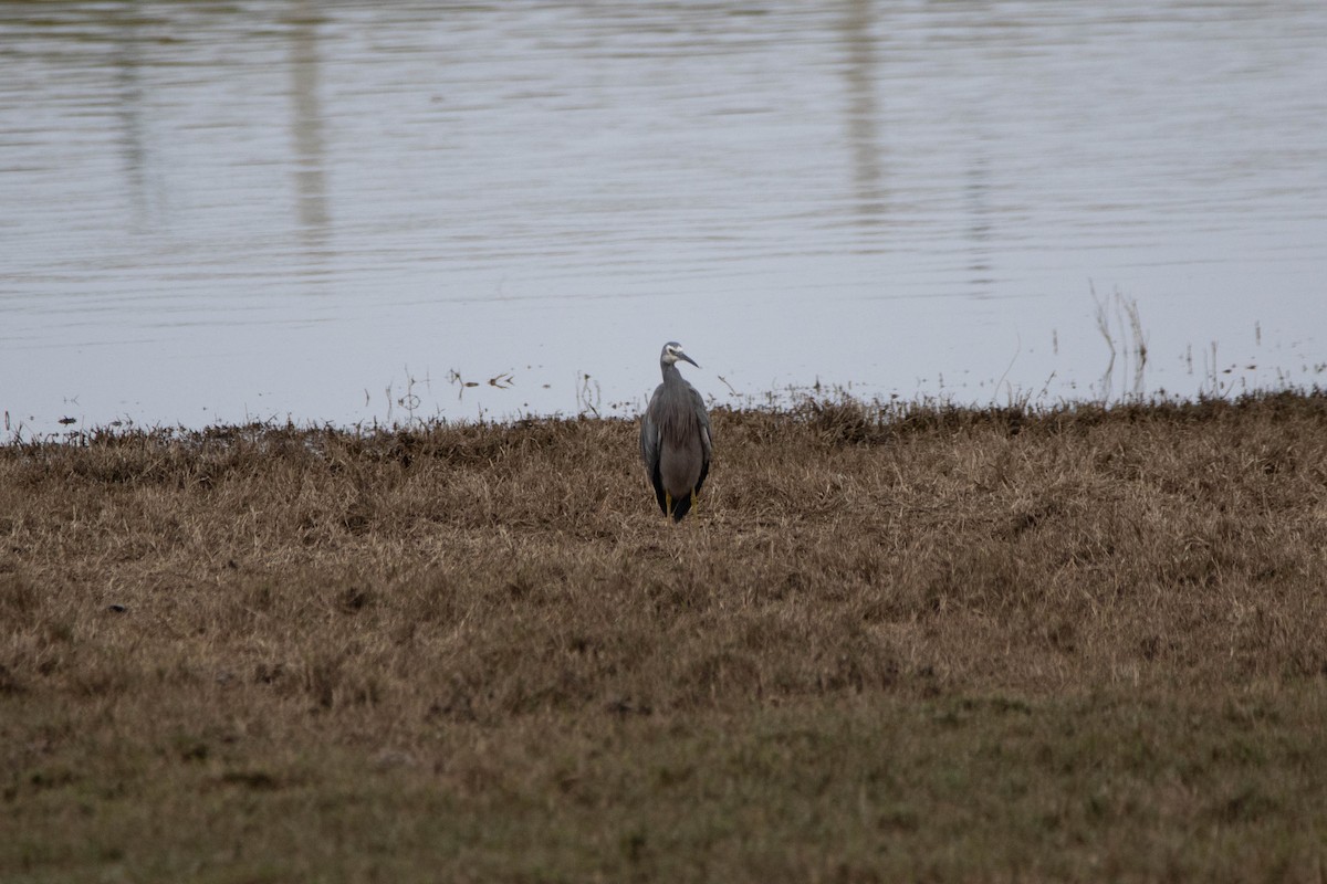 hvitmaskehegre - ML622502747