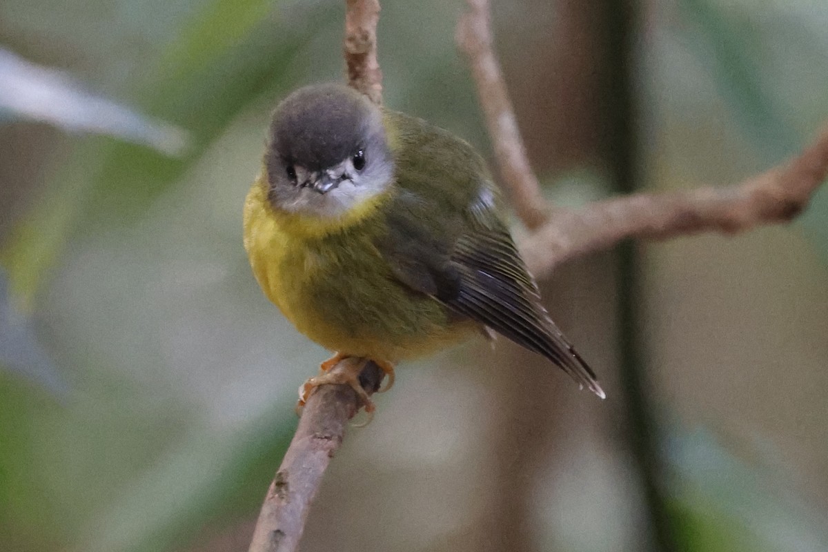 Pale-yellow Robin - ML622502774