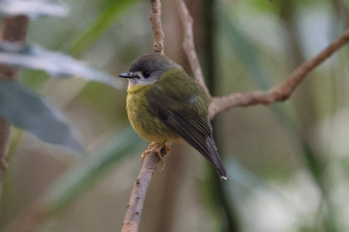 Pale-yellow Robin - ML622502775