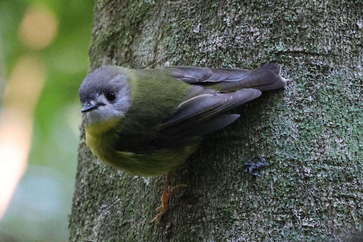 Pale-yellow Robin - ML622502776