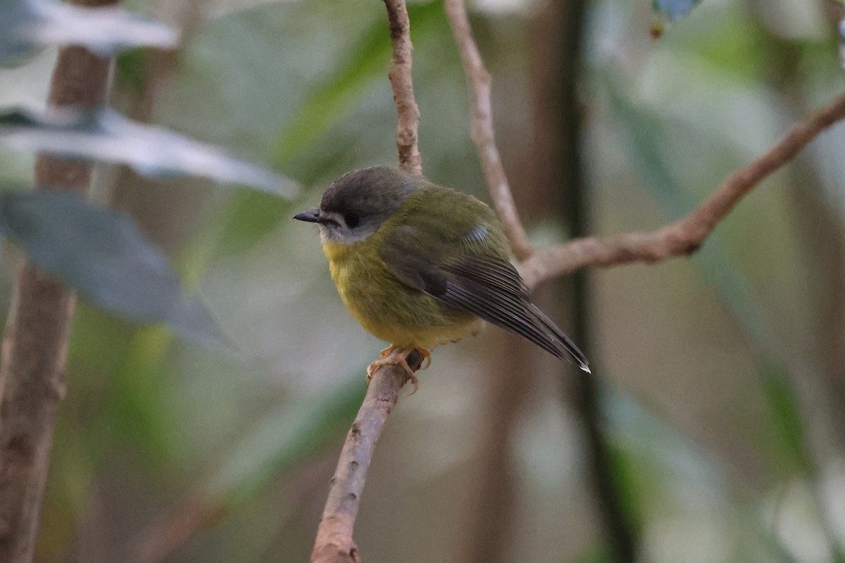 Pale-yellow Robin - ML622502777