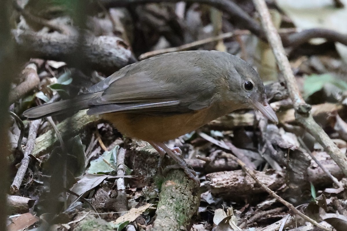 Rufous Shrikethrush - ML622502785