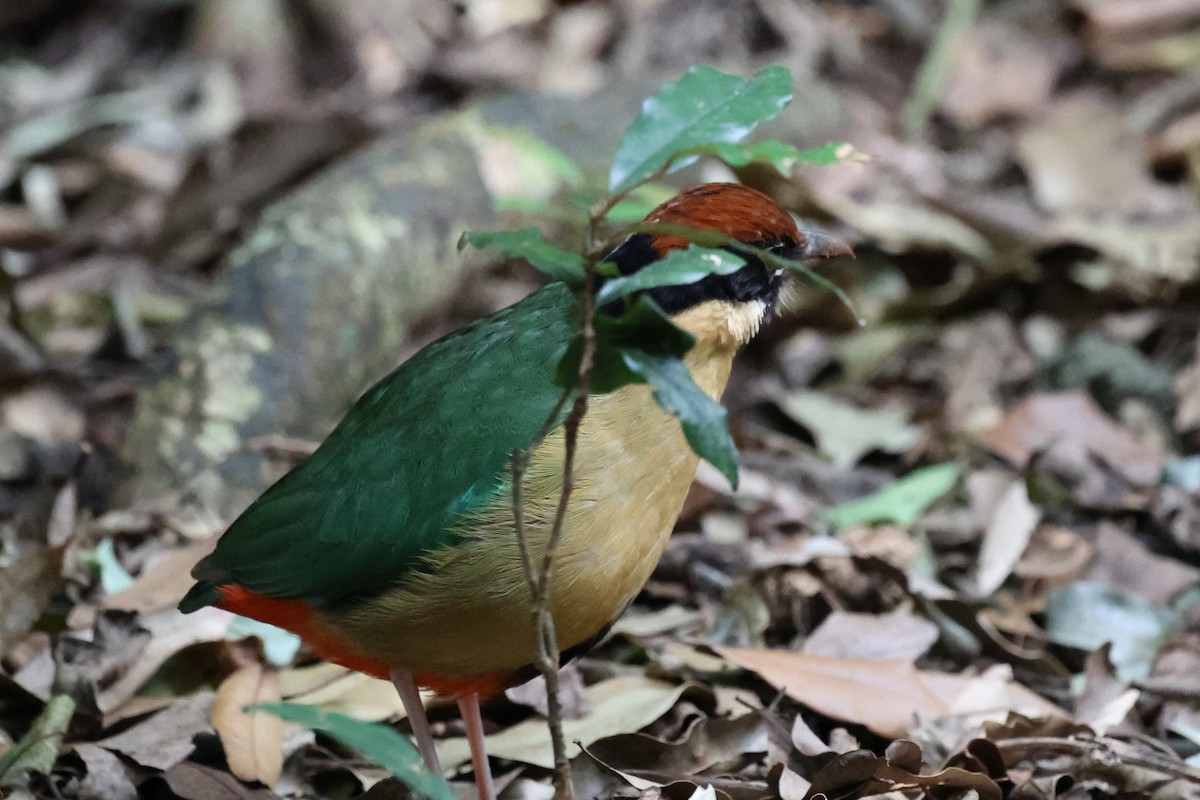 Noisy Pitta - ML622502790