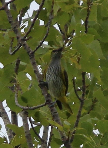 Эгэл шаргач - ML622502797