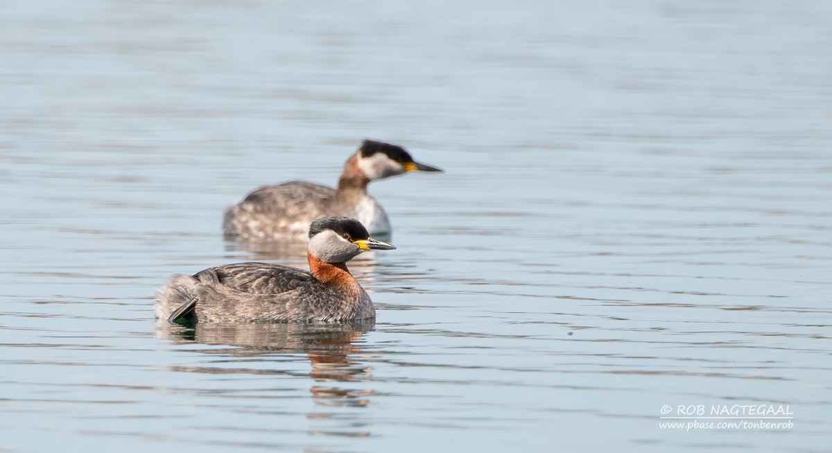 Red-necked Grebe - Rob Nagtegaal