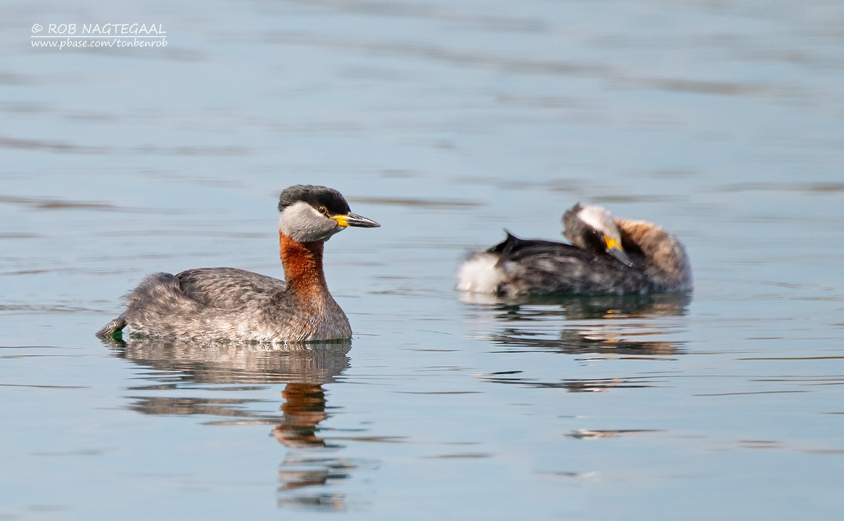 Red-necked Grebe - ML622502799